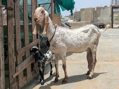 makka cheena bakri with kid