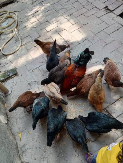 Desi hens