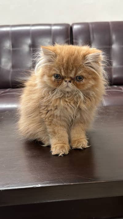 Pure Persian Peke Faced Kitten