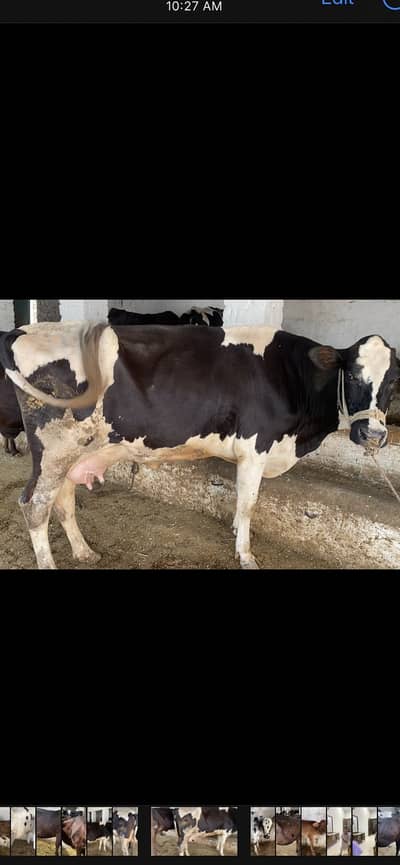 Australian Frisien cow. 28 Litre milk