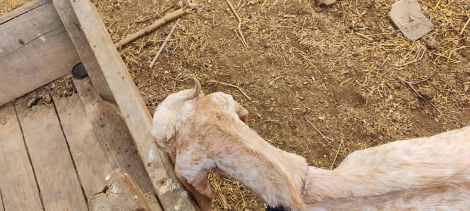 2 female for sale breedar