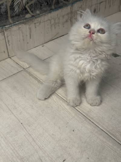 Persian kittens