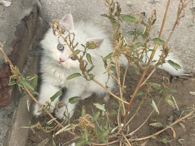 Persian kittens