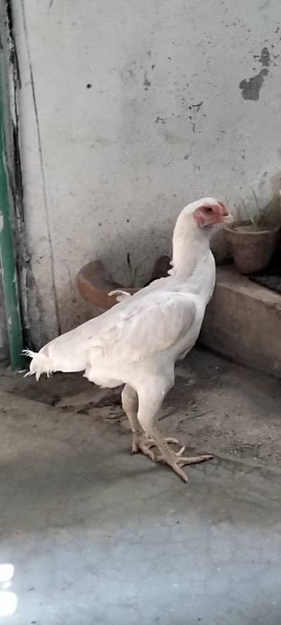White| Shamo| Breeder| Female|