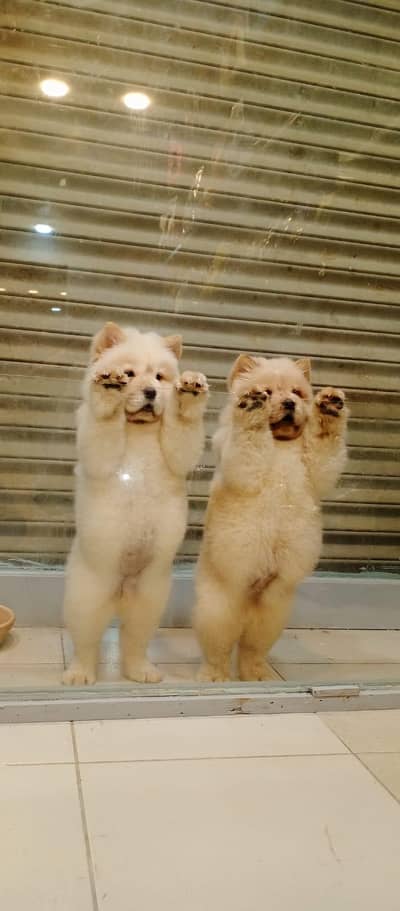 chow chow puppy for sale