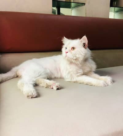 Persian cat  male