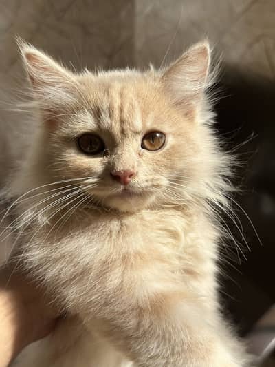 Persian Female Kitten Trippel coated Self Feeding
