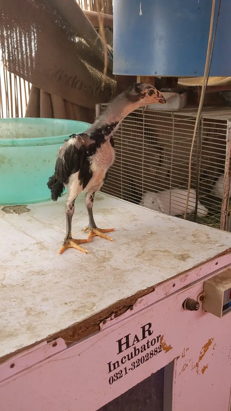 Blue lingae German O Shamo chicks — photo 2