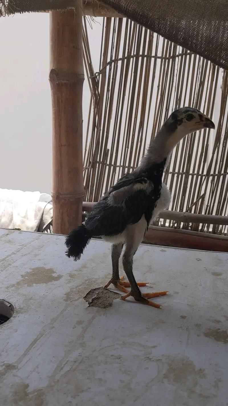 Blue lingae German O Shamo chicks — photo 3