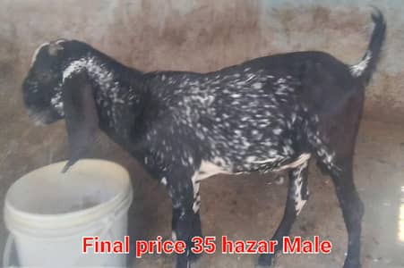 Beetal Bakra or Maki Chani Bakri ka Bacha. High Quality.  Home Breed