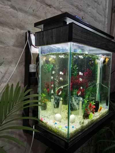 fish aquarium