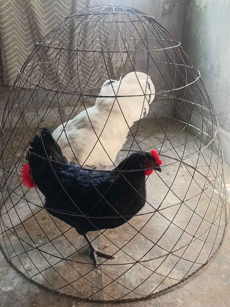 heritage australorp |australorp black, white | call 03274087584 — photo 6