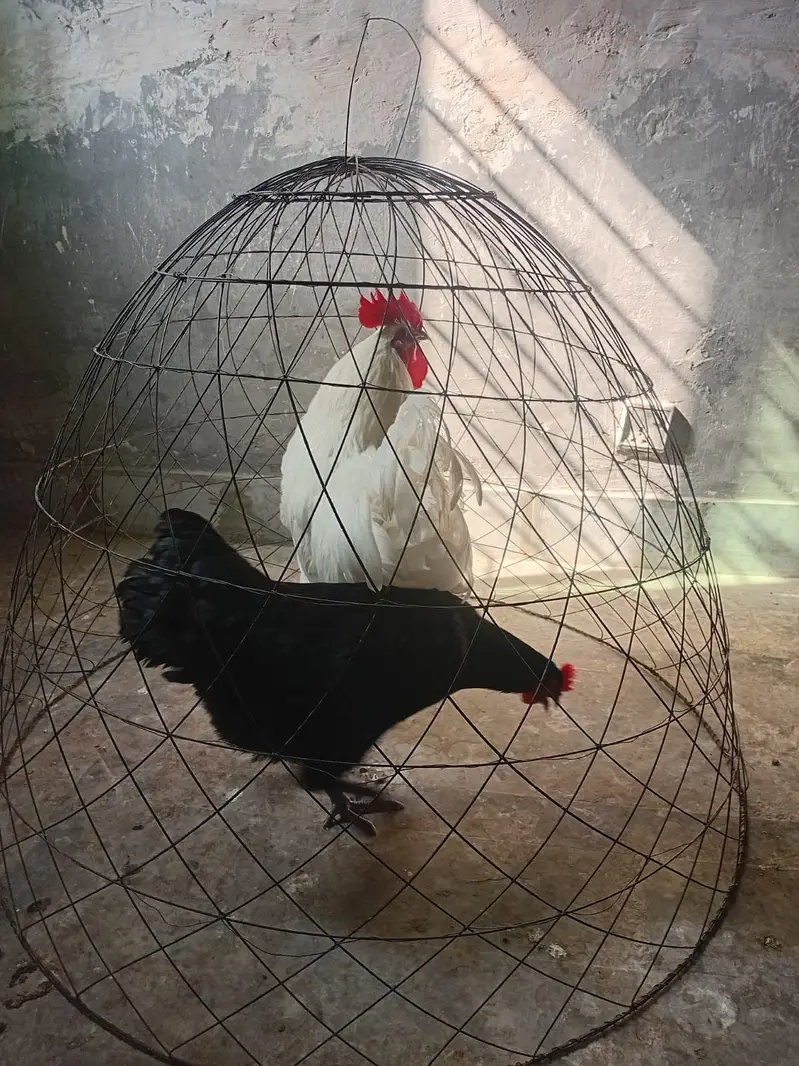 heritage australorp |australorp black, white | call 03274087584 — photo 3
