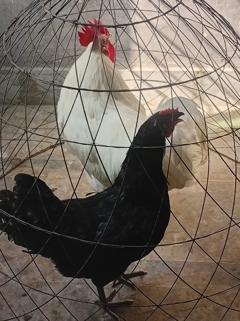 heritage australorp |australorp black, white | call 03274087584 — photo 4