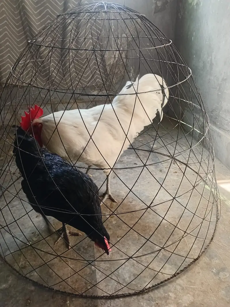 heritage australorp |australorp black, white | call 03274087584 — photo 5