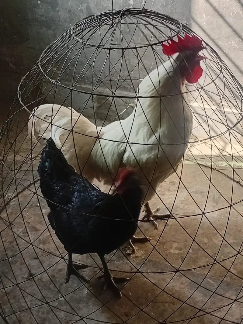 heritage australorp |australorp black, white | call 03274087584 — photo 2
