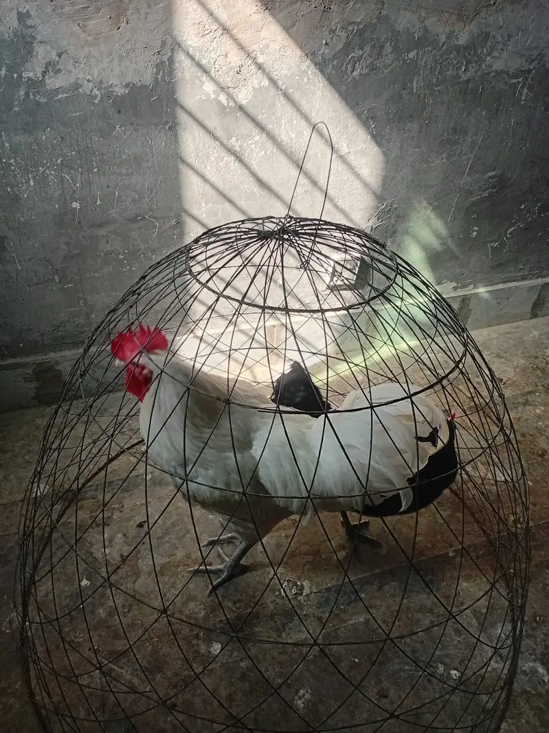 heritage australorp |australorp black, white | call 03274087584 — photo 8