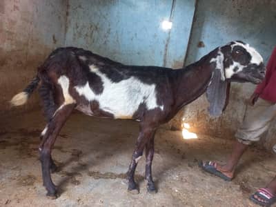 Pure Betal Bakri. 2 months Guban. Height 37+. High Quality.
