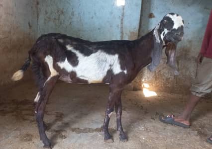 Pure Betal Bakri. 2 months Guban. Height 37+. High Quality.