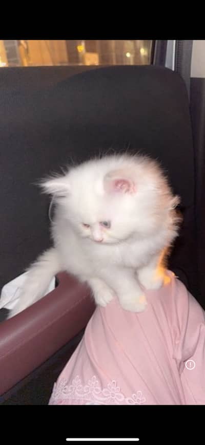 Female persian white fluffy kitten Male persian white fluffy kitten