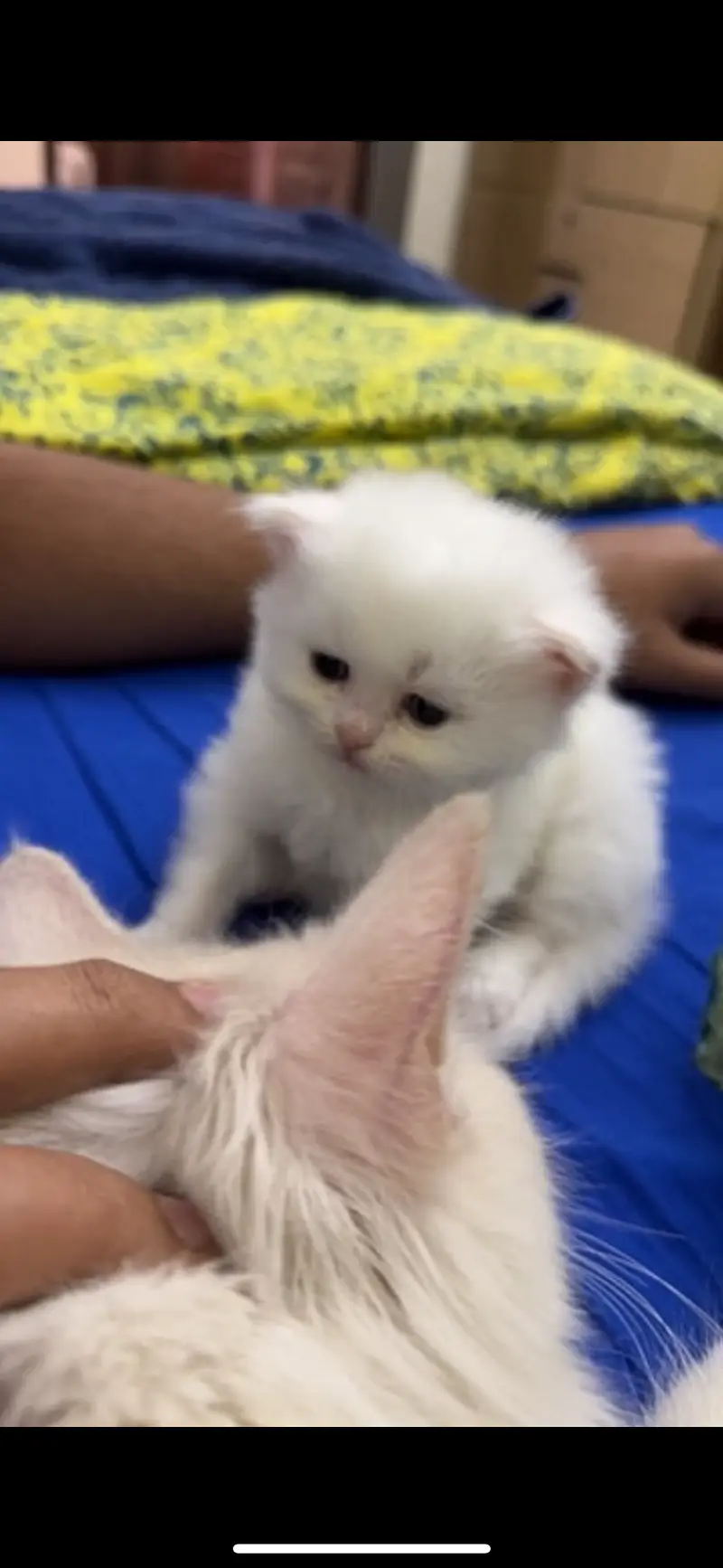 Female persian white fluffy kitten Male persian white fluffy kitten — photo 2