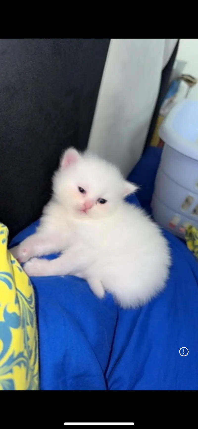 Female persian white fluffy kitten Male persian white fluffy kitten — photo 3