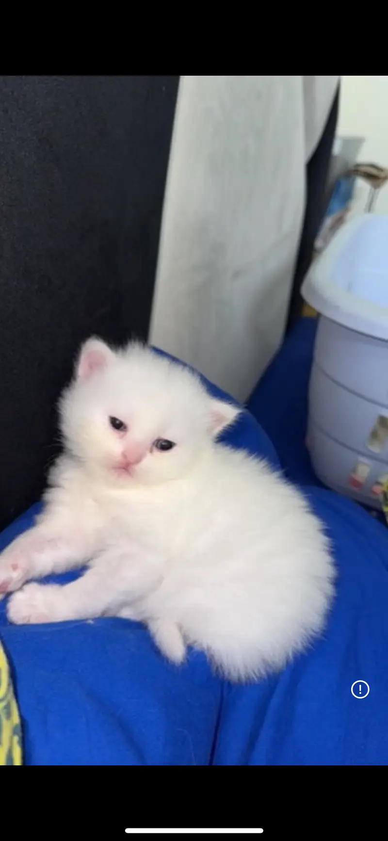 Female persian white fluffy kitten Male persian white fluffy kitten — photo 4