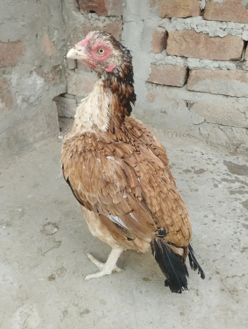 kurak aseel hen 0303/8868142 — photo 4