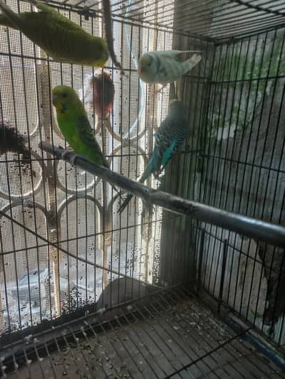 bredar pair hen jis bhai NY leny hn 03215851514wahtsub kry