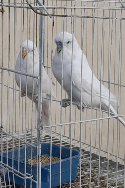 Exhibition pair for sale