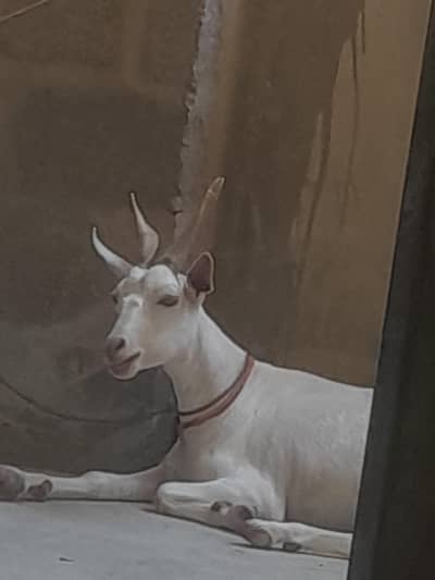 hiran karas bakri