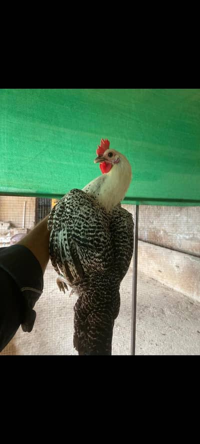 Egyptian Fayoumi Egg Laying Pure Organic Hens For Sale
