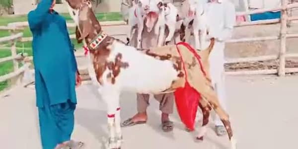 3 Bacchon Ka Sath Desi Bakri For Sale _ 03134947622