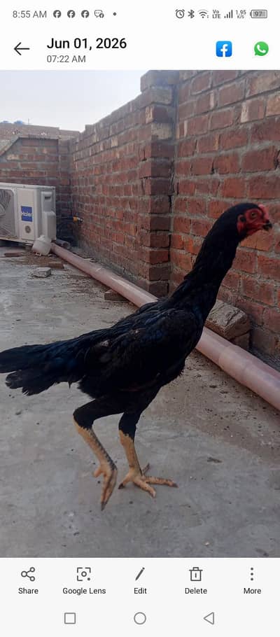 shamo aseel
