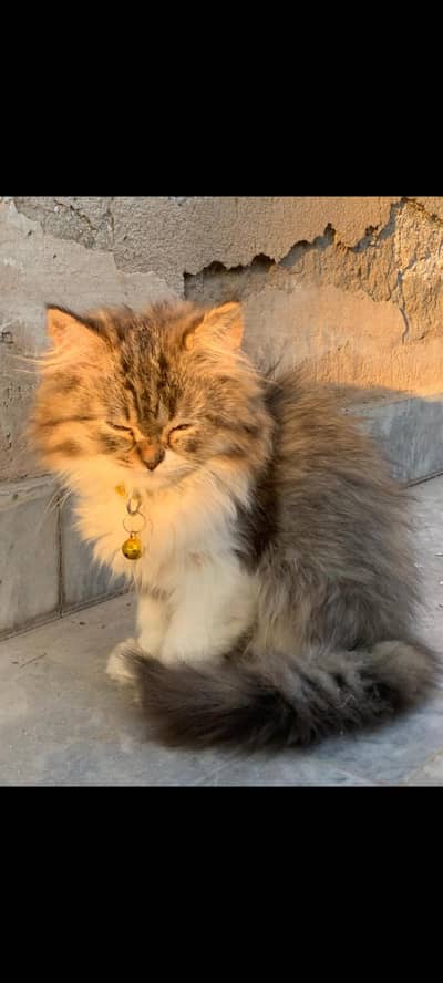 ragdoll x persain 6 months old  females kitten