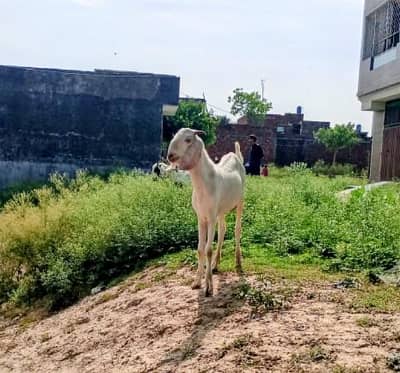 Rajan Puri bakra sath kheri Path
