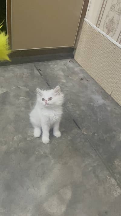 Persian kitten / Semi punch face / 03187020013/ hazel eyes / white