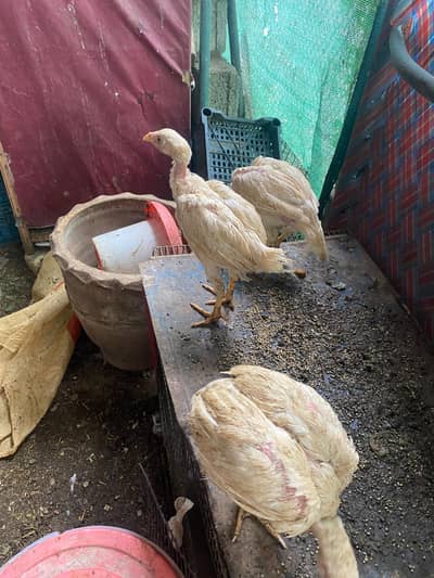aseel chicks