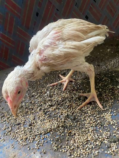 aseel chicks