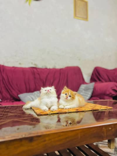 persian cat for sale MywatsapppNumber0349-52-68-094