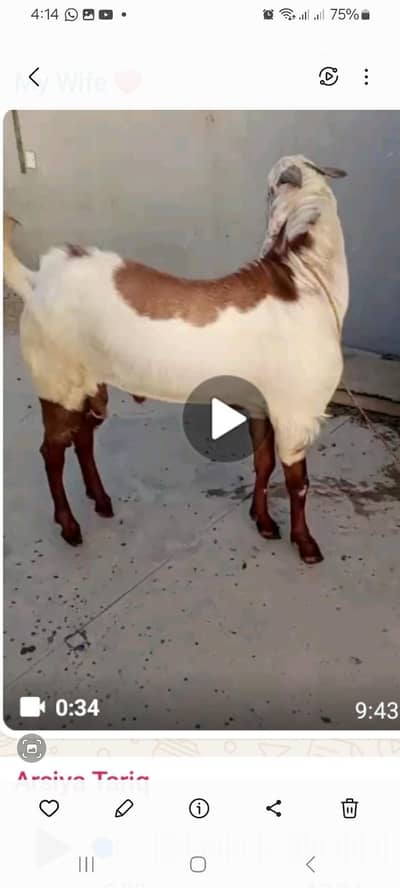 breeder Male goat
