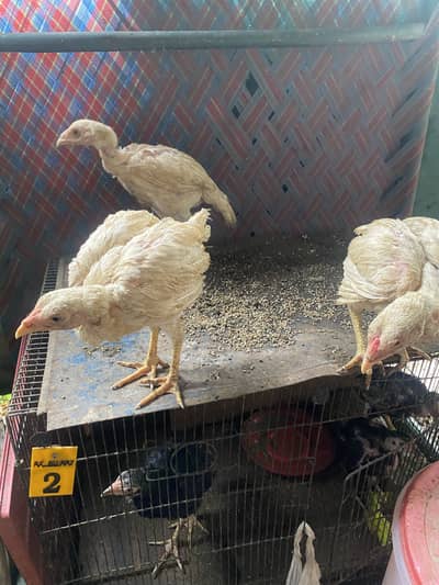 Aseel heera chicks