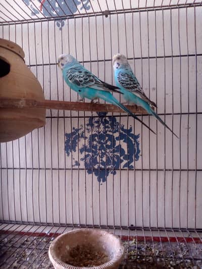 under size breeder pair