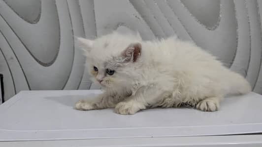 Persian kittens for sale