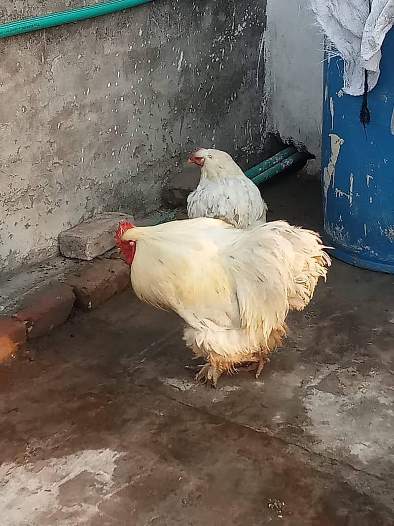 white Buff pair 0