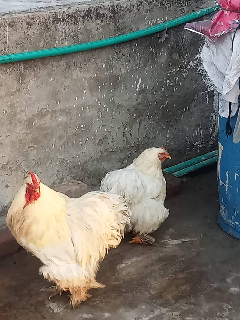 white Buff pair 1
