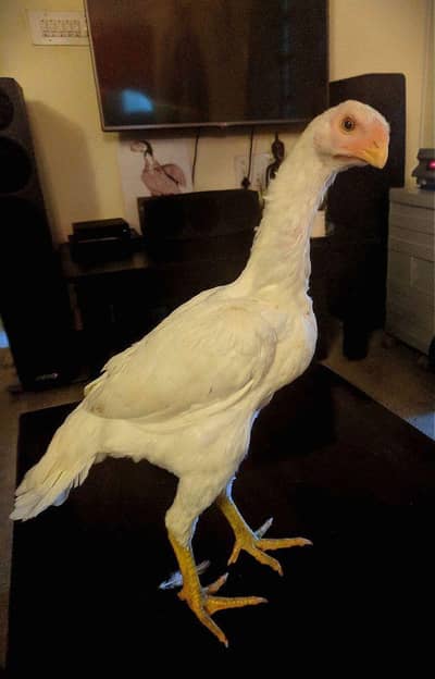 Premium Shamo Chicks Mix White & Chena 2 Month Lahore