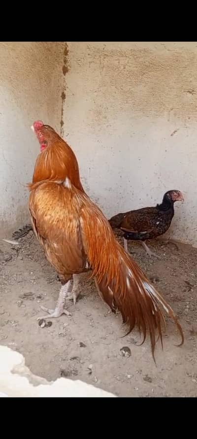 aseel bht achi cheez ha urgent for sale