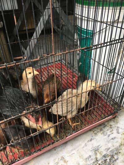 Fresh organic  desi fertile eggs and chicks avalabile