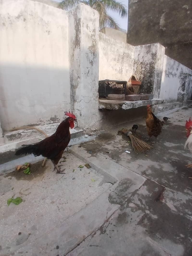 دیسی مرغا برائے فروخت 2